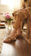 Brown Formal Slipper For Women FR8538