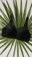 Black Cotton Padded Bra For Women LB5006